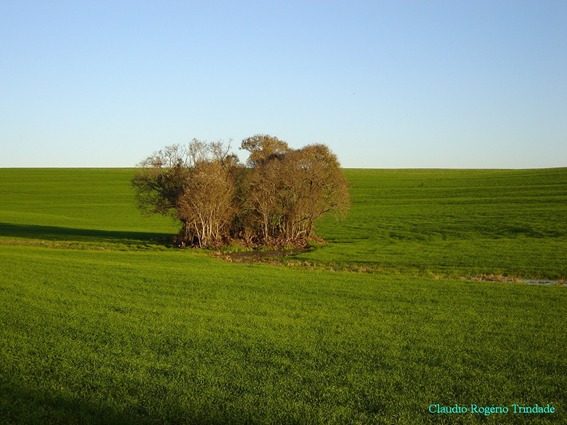 Imagem da Ciranda